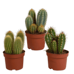 Cereus mix 10,5cm - 3x - zonder pot