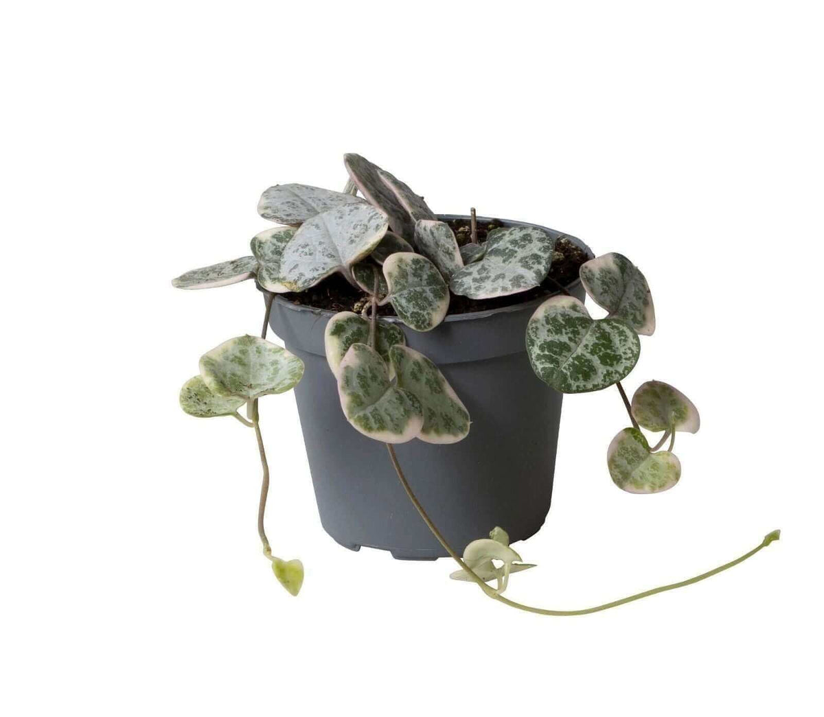 Ceropegia Variegata - Ø6cm - ↕cm