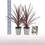 Cordyline Aus. Red Star - Ø17cm - ↕80cm