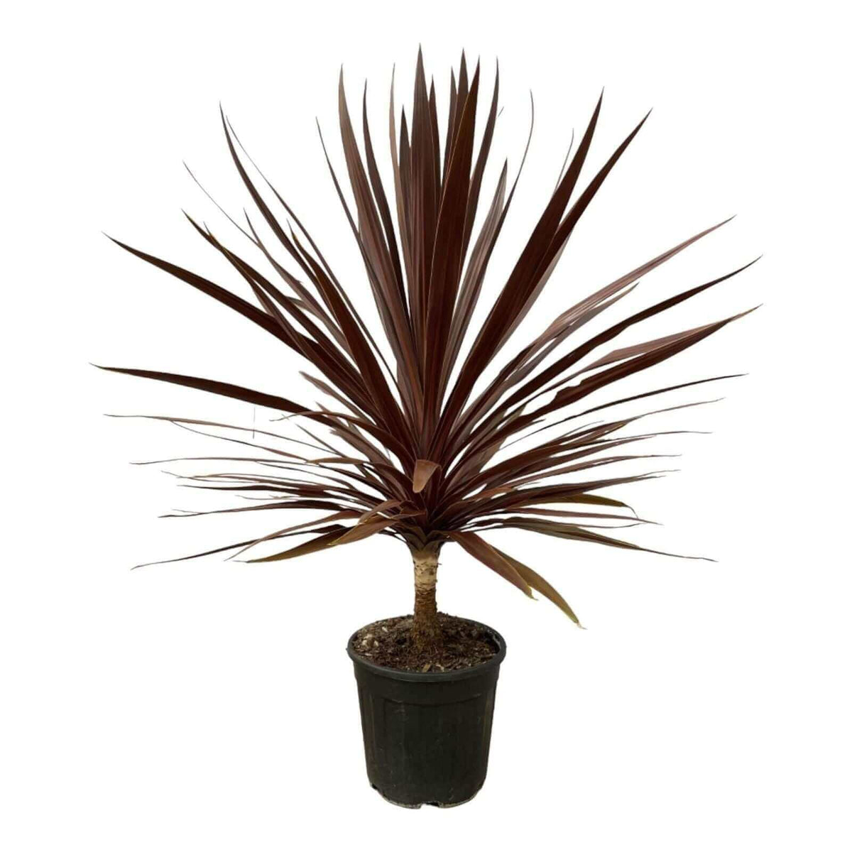 Cordyline Red Star - 120 cm - Ø30cm