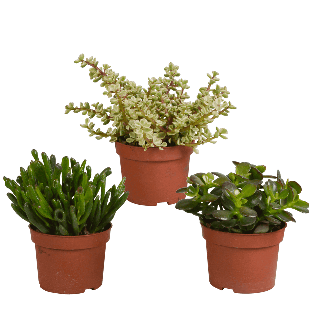 Crassula mix 10,5 cm - 3x - zonder pot