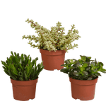 Crassula mix 10,5 cm - 3x - zonder pot