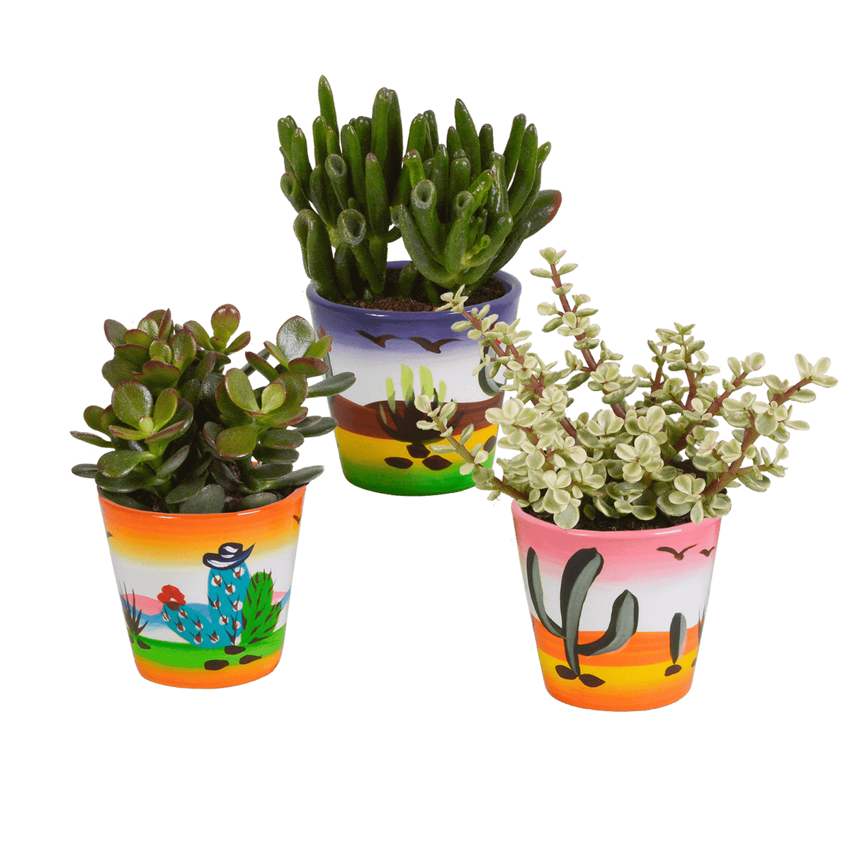 Crassula mix 8.5 cm - 3x - in Mexicaanse pot