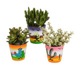 Crassula mix 8.5 cm - 3x - in Mexicaanse pot