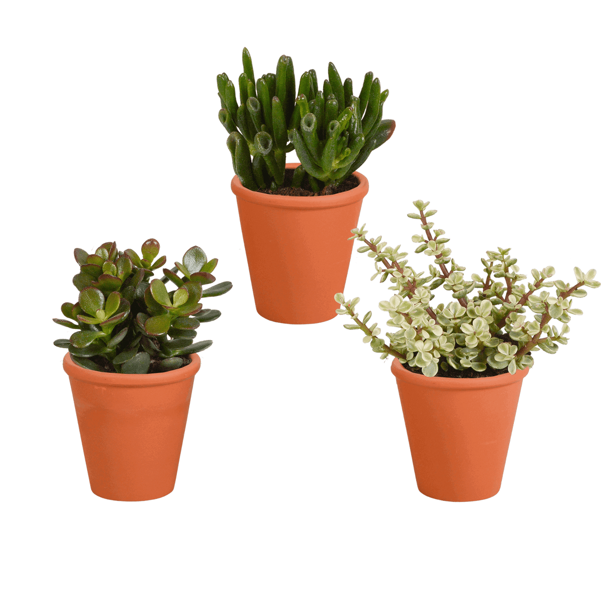 Crassula mix 8.5 cm - 3x - in terracotta pot