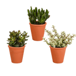 Crassula mix 8.5 cm - 3x - in terracotta pot