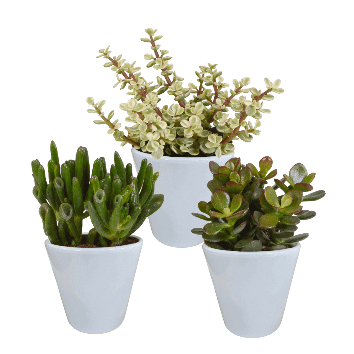 Crassula mix 8.5 cm - 3x - in witte pot