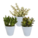 Crassula mix 8.5 cm - 3x - in witte pot