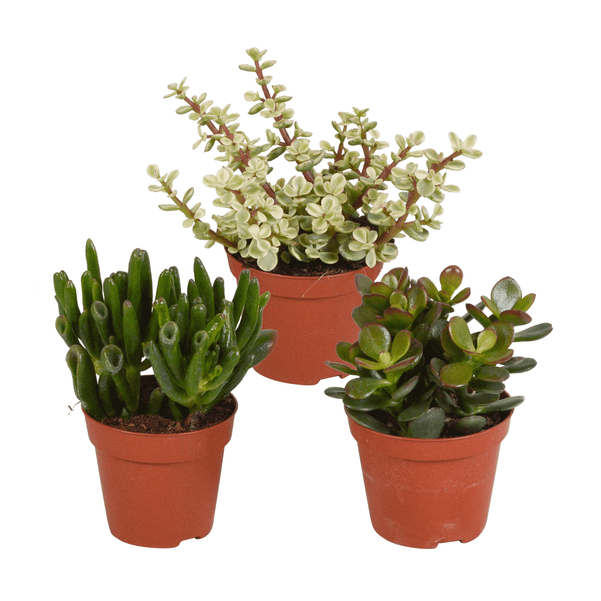 Crassula mix 8.5 cm - 3x - zonder pot