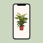 Dieffenbachia Mars Ø17cm - ↕50cm