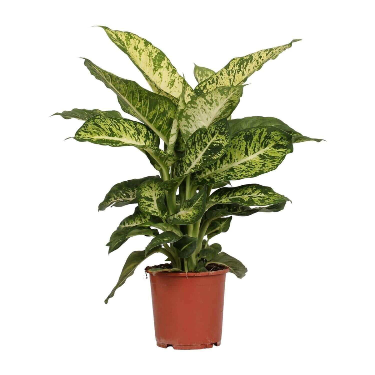 Dieffenbachia Mars Ø17cm - ↕50cm