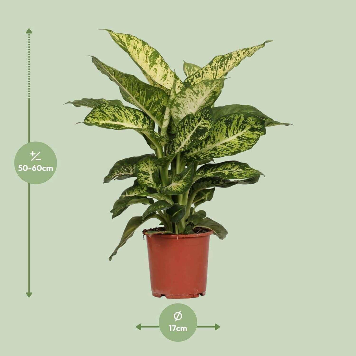 Dieffenbachia Mars Ø17cm - ↕50cm