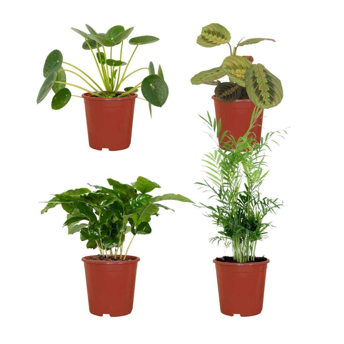 Diervriendelijke plantenbox - 4 stuks - Ø12cm - ↕20-40cm