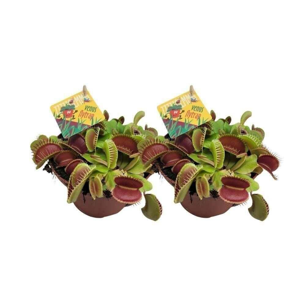 Dionaea Muscipula - 2 stuks - Ø12cm - ↕12cm