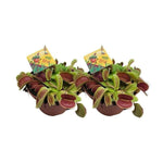 Dionaea Muscipula - 2 stuks - Ø12cm - ↕12cm