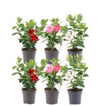 Dipladenia Mix - 2 x Mandevilla pink - 2 x Mandevilla white - 2 x Mandevilla red Ø12 cm -↕•25 cm