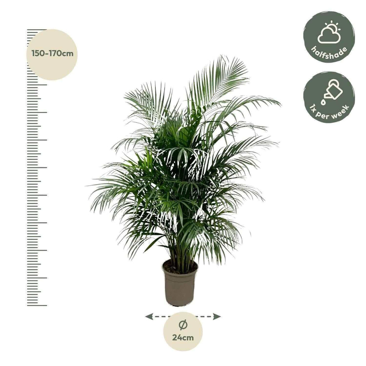 Dypsis Lutescens (Areca palm) 160 cm - ø24