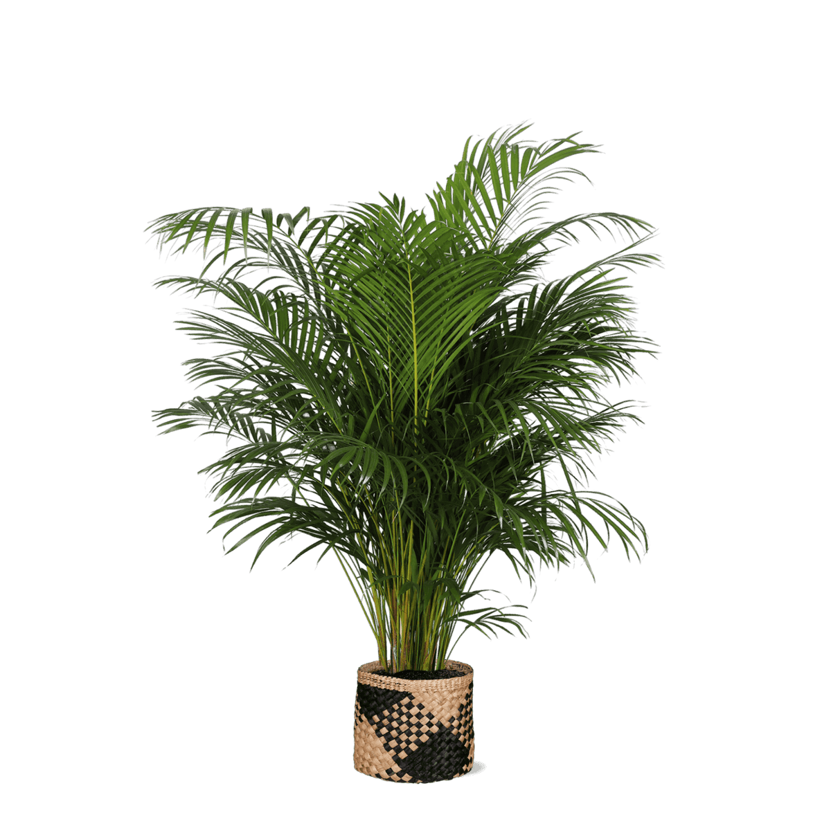 Dypsis Lutescens (Areca Palm) Ø27cm ↕160cm in Albury BLACK print mand