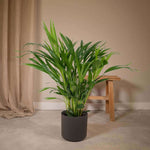 Dypsis Lutescens - Ø17 - ↨60cm