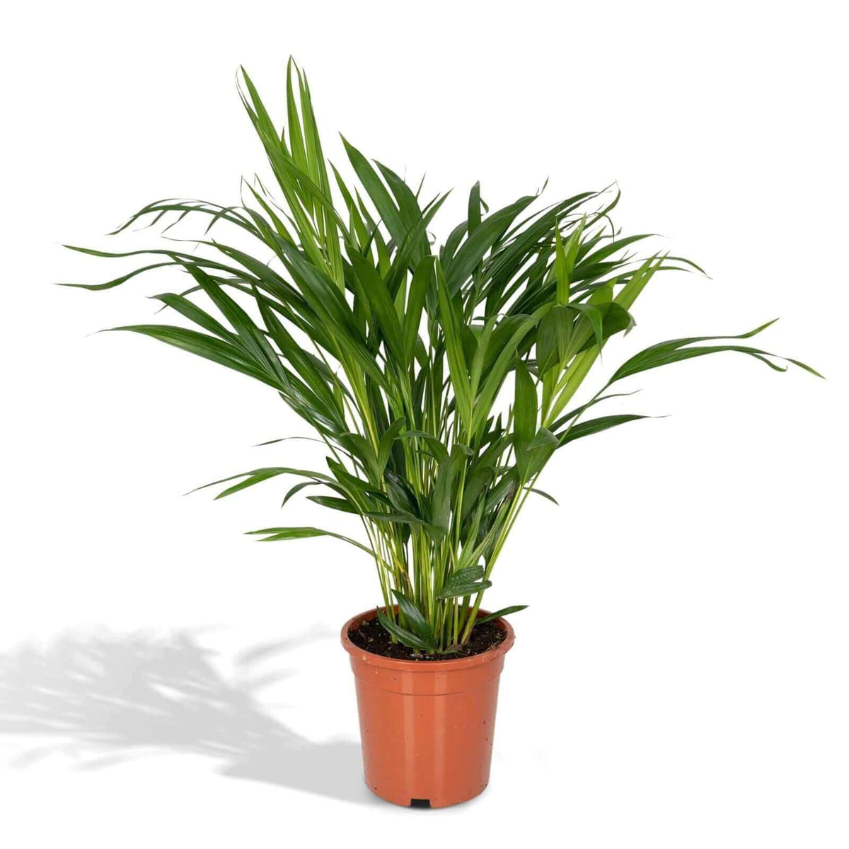 Dypsis Lutescens - Ø17 - ↨60cm