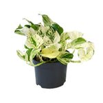 Epipremnum Happy Leaf Ø12cm - ↕15cm