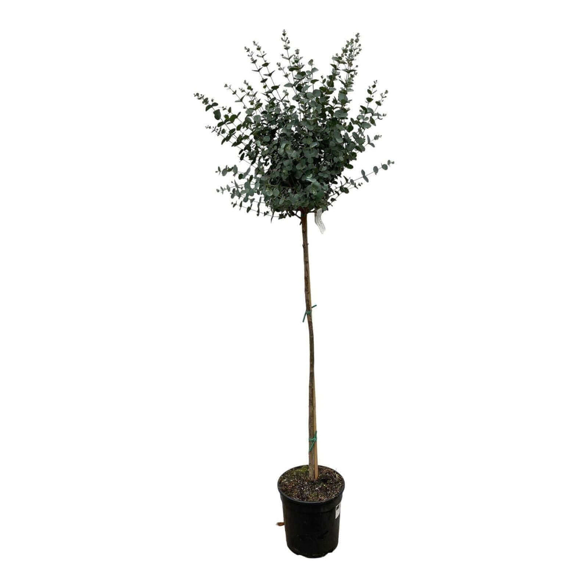 Eucalyptus op stam - 160 cm - Ø24cm