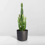 Euphorbia Acrurensis - Ø24 - ↨60cm