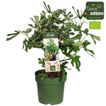 Ficus Carica 'Little Miss Figgy' Bio P23 - Ø23cm - ↕50cm