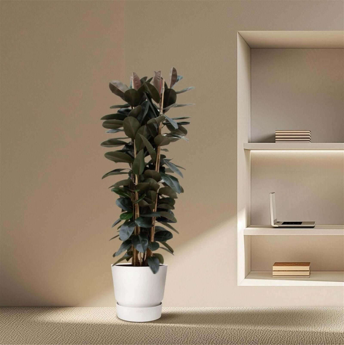 Ficus Elastica Abidjan struik - 225cm - ø40