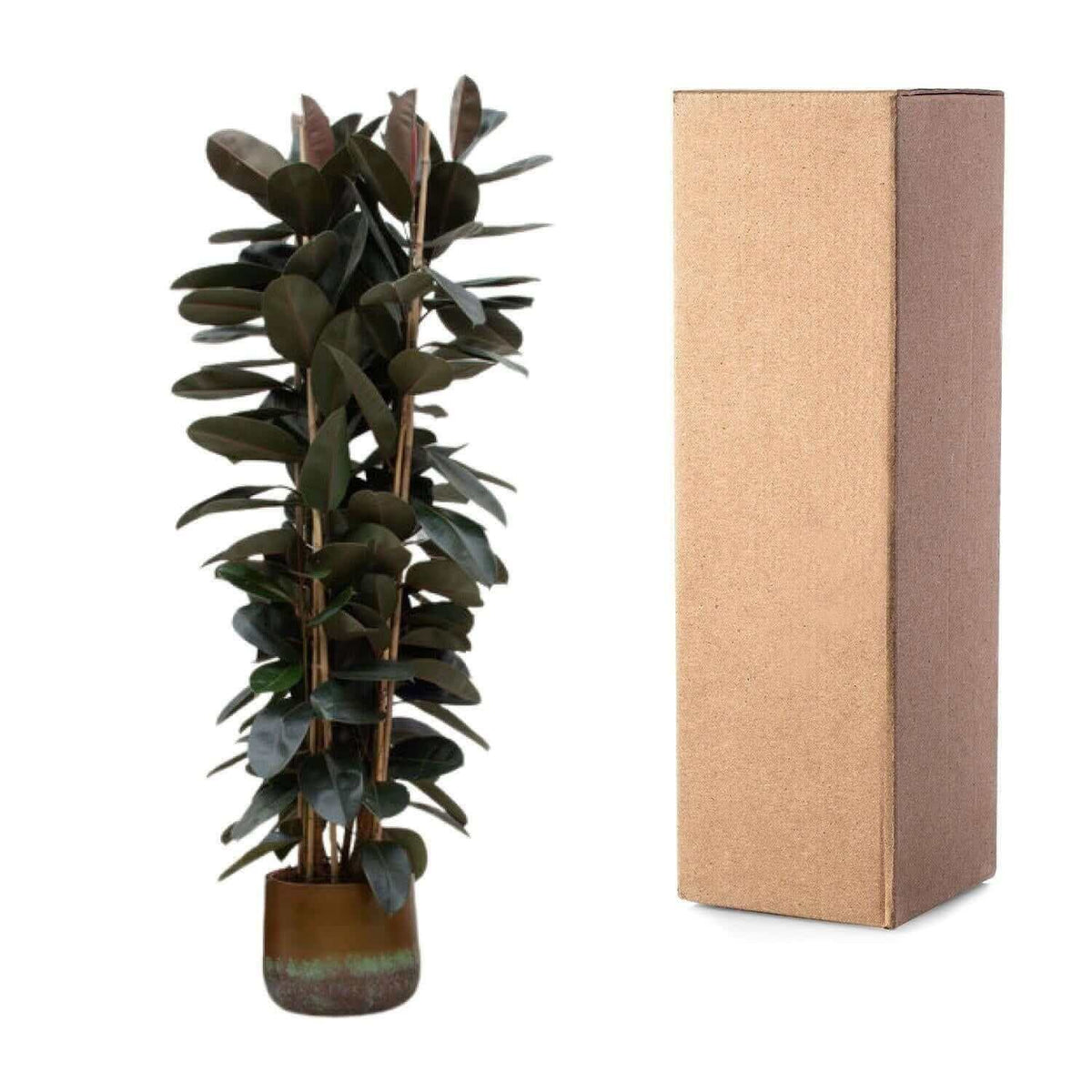 Ficus Elastica Abidjan struik - 225cm - ø40