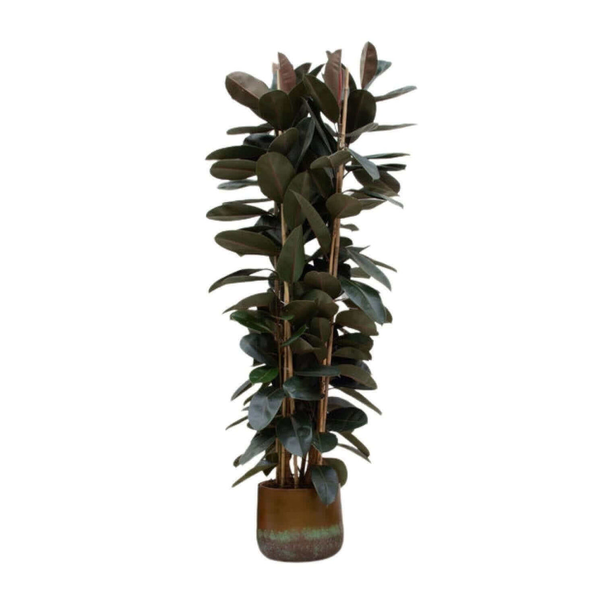 Ficus Elastica Abidjan struik - 225cm - ø40