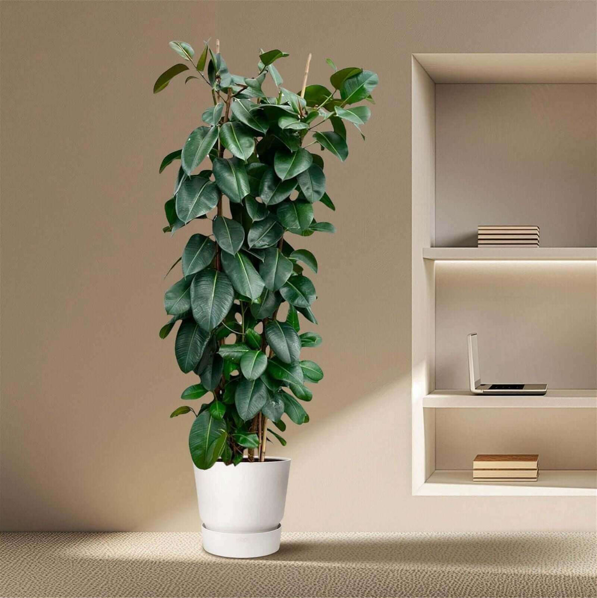 Ficus Elastica Robusta struik - 225cm - ø40