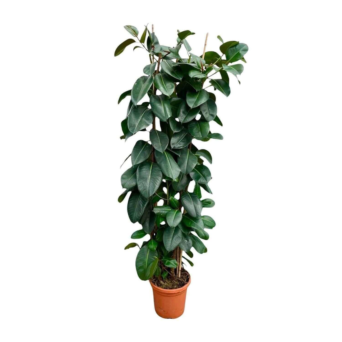 Ficus Elastica Robusta struik - 225cm - ø40