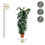 Ficus Elastica Robusta struik - 225cm - ø40