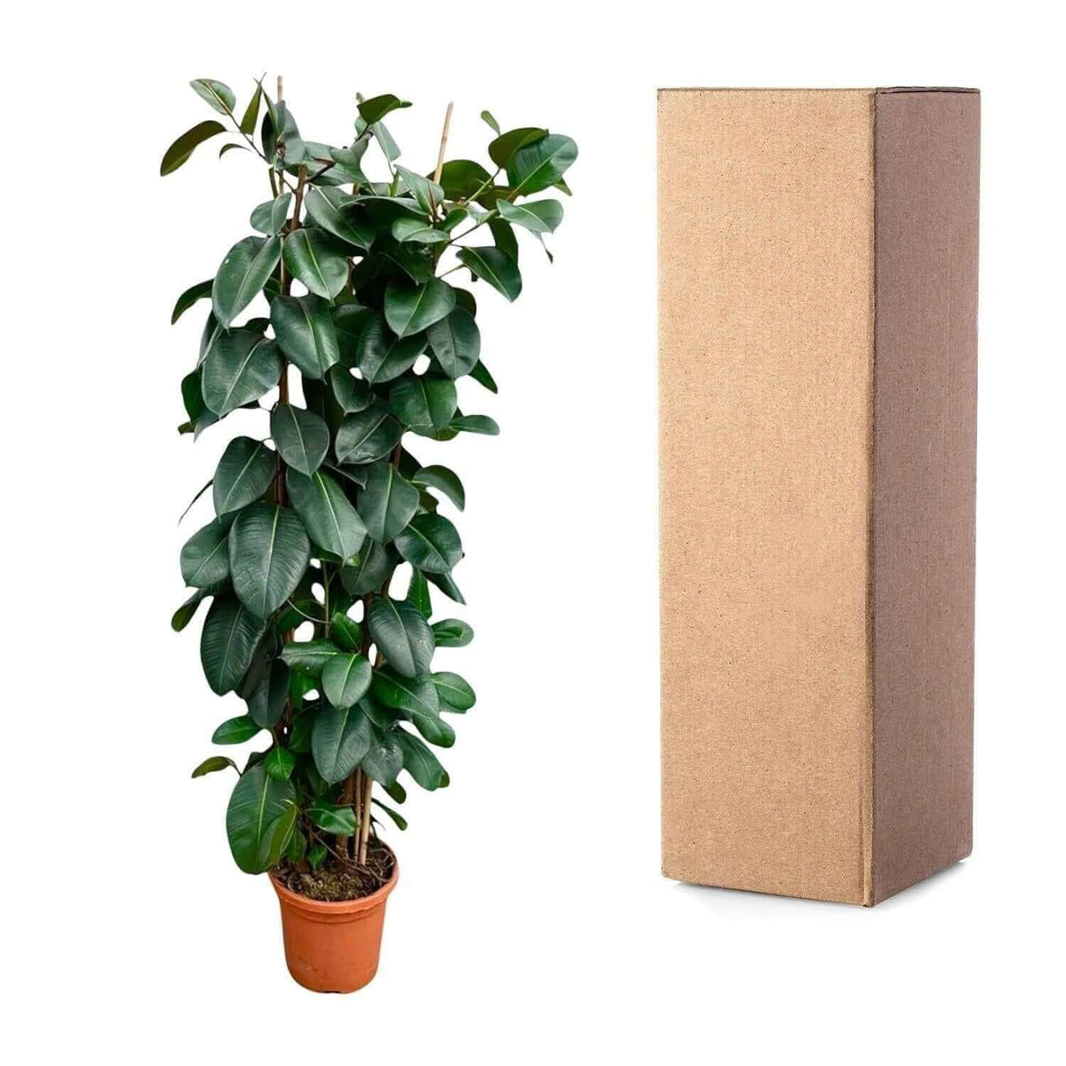 Ficus Elastica Robusta struik - 225cm - ø40