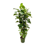 Ficus Lyrata struik XL - 230cm - ø40