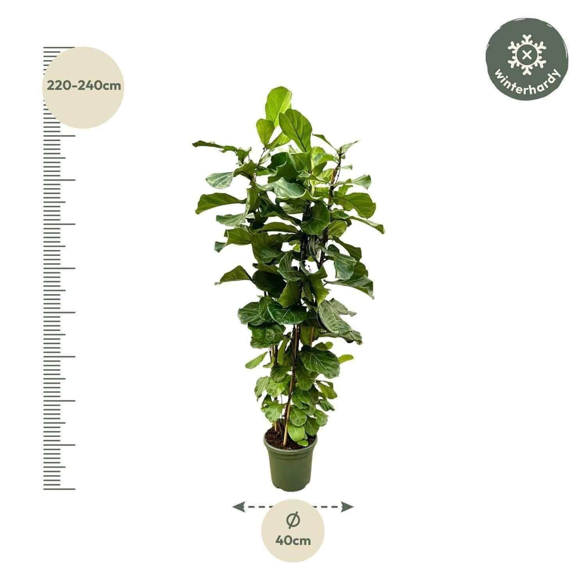 Ficus Lyrata struik XL - 230cm - ø40