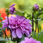 Flowerbulbs Amsterdam - 12x Dahlia Bleu Bell, Grote Brede Bloembladen