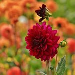 Flowerbulbs Amsterdam - 12x Dahlia Heatwave, Grote Dieprode Bloemen