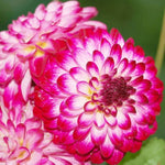 Flowerbulbs Amsterdam - 12x Dahlia Little Robert, ronde en opgekrulde bloemblaadjes