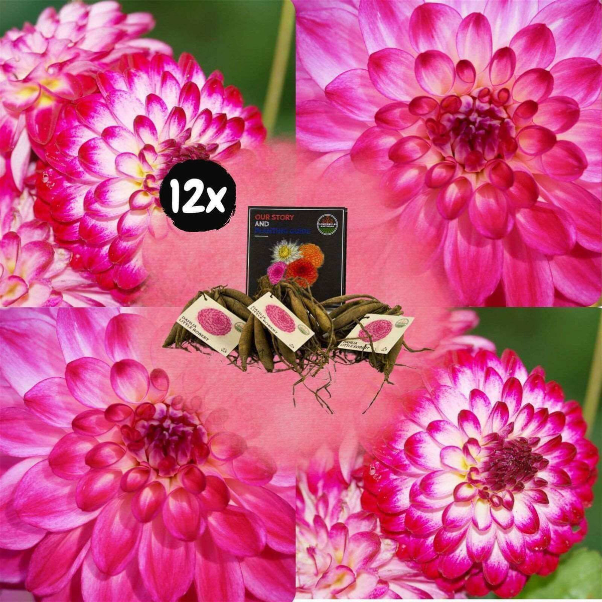 Flowerbulbs Amsterdam - 12x Dahlia Little Robert, ronde en opgekrulde bloemblaadjes