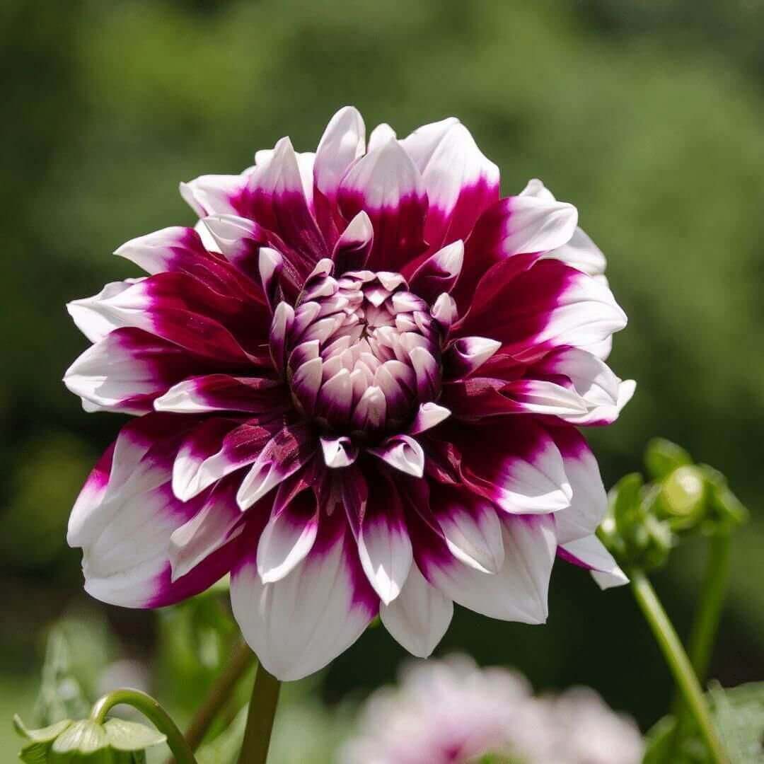 Flowerbulbs Amsterdam - 12x Dahlia Mystery Day, Grootbloemige Uitstraling