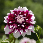 Flowerbulbs Amsterdam - 12x Dahlia Mystery Day, Grootbloemige Uitstraling