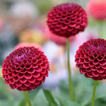 Flowerbulbs Amsterdam - 12x Dahlia Natal, Kogelronde Bloemen