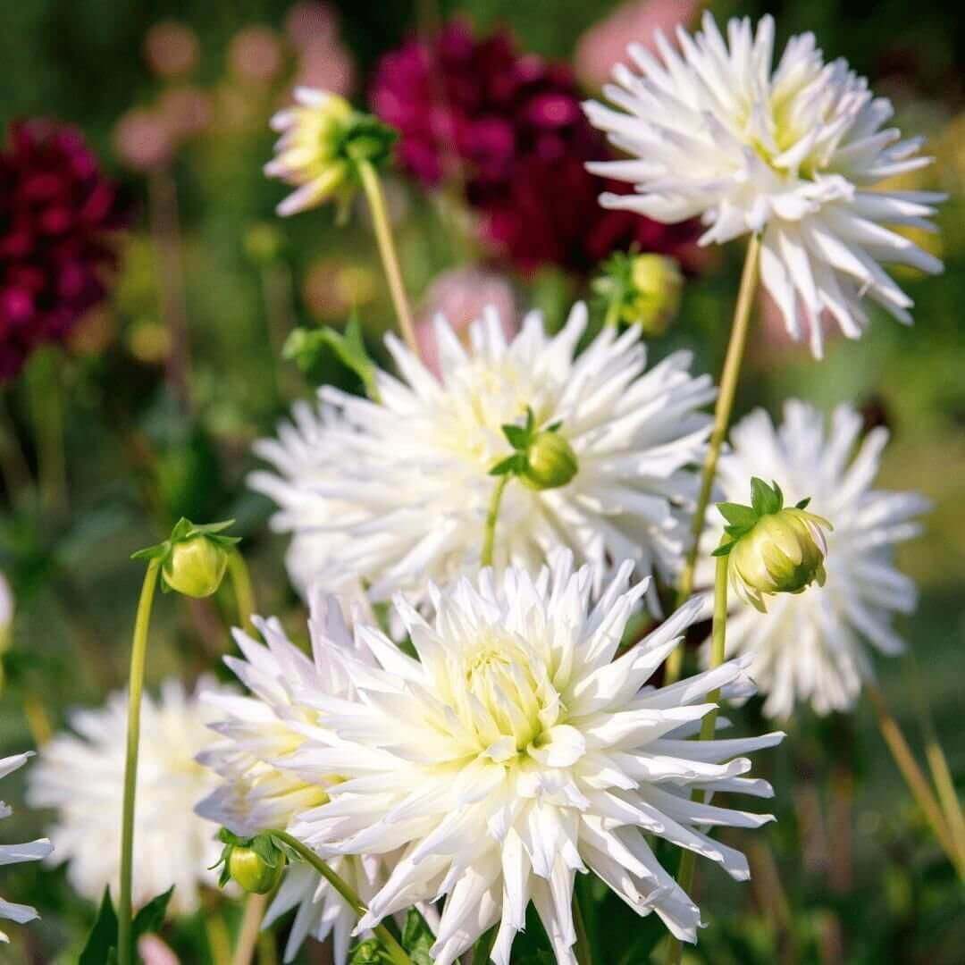 Flowerbulbs Amsterdam 12x Dahlia Playa Blanca, Cactusvormige Bloemen