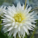 Flowerbulbs Amsterdam 12x Dahlia Playa Blanca, Cactusvormige Bloemen