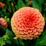 Flowerbulbs Amsterdam - 12x Dahlia Ralphie, Glinsterende Oranje Bloemen