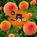 Flowerbulbs Amsterdam - 12x Dahlia Ralphie, Glinsterende Oranje Bloemen