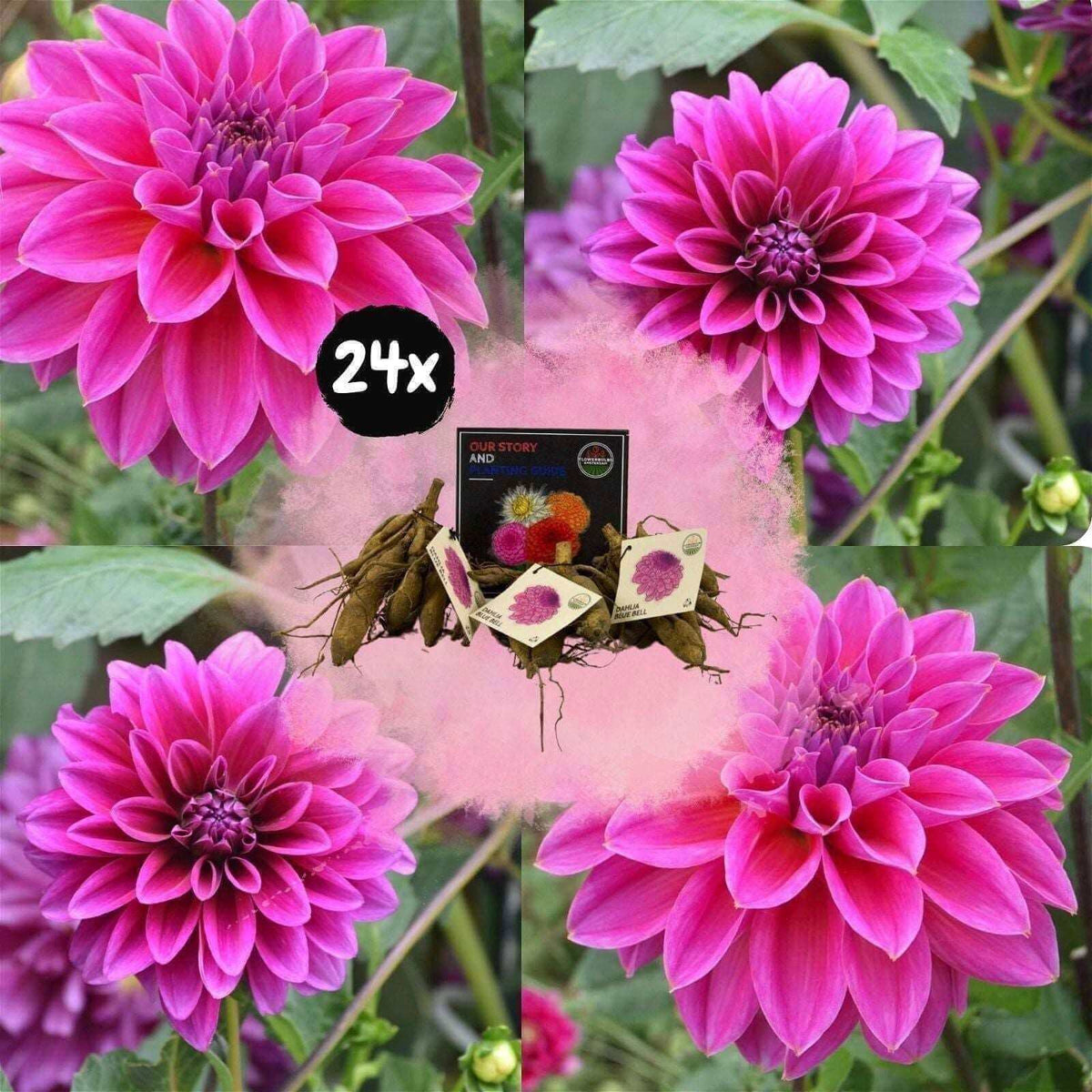 Flowerbulbs Amsterdam - 24x Dahlia Bleu Bell, Grote Brede Bloembladen