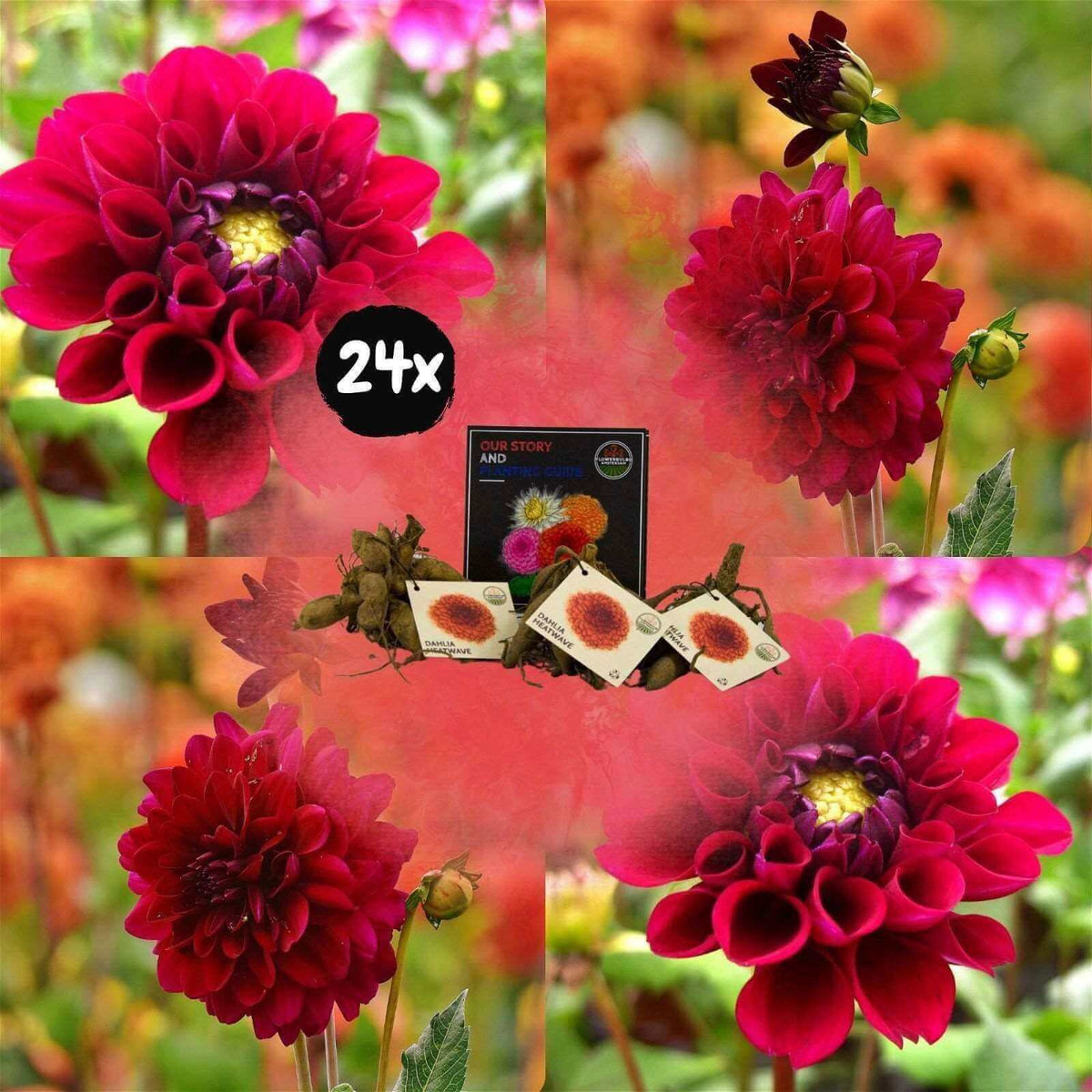 Flowerbulbs Amsterdam - 24x Dahlia Heatwave, Grote Dieprode Bloemen